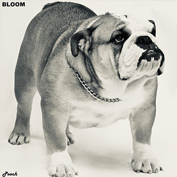 bloom album cover